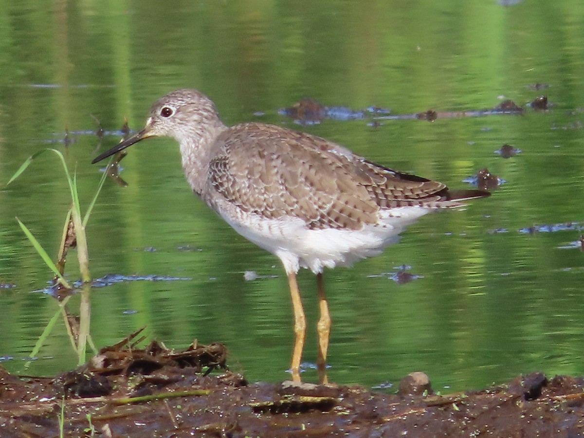 Lesser Yellowlegs - ML608785217