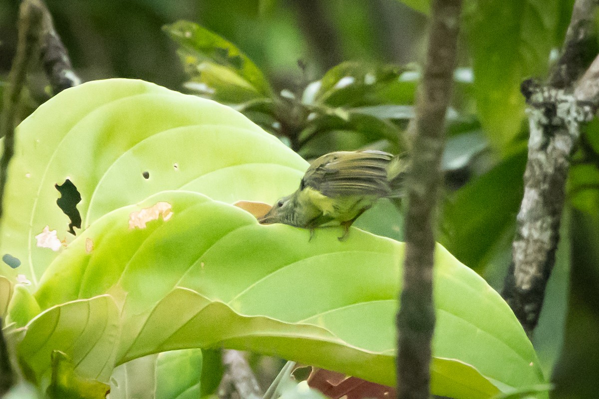 Gray-throated Sunbird - ML608785269