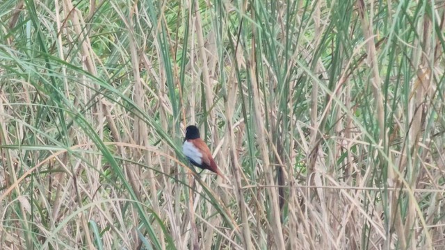 Tricolored Munia - ML608785271