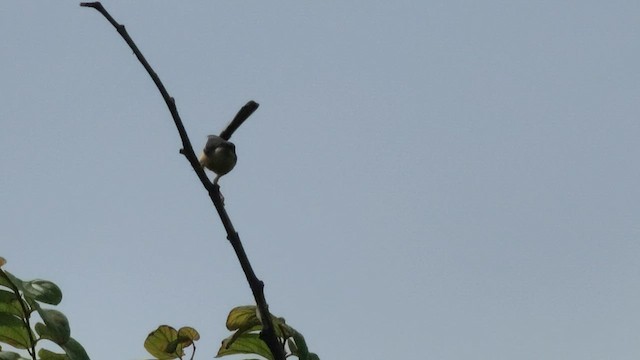 Prinia cendrée - ML608785303