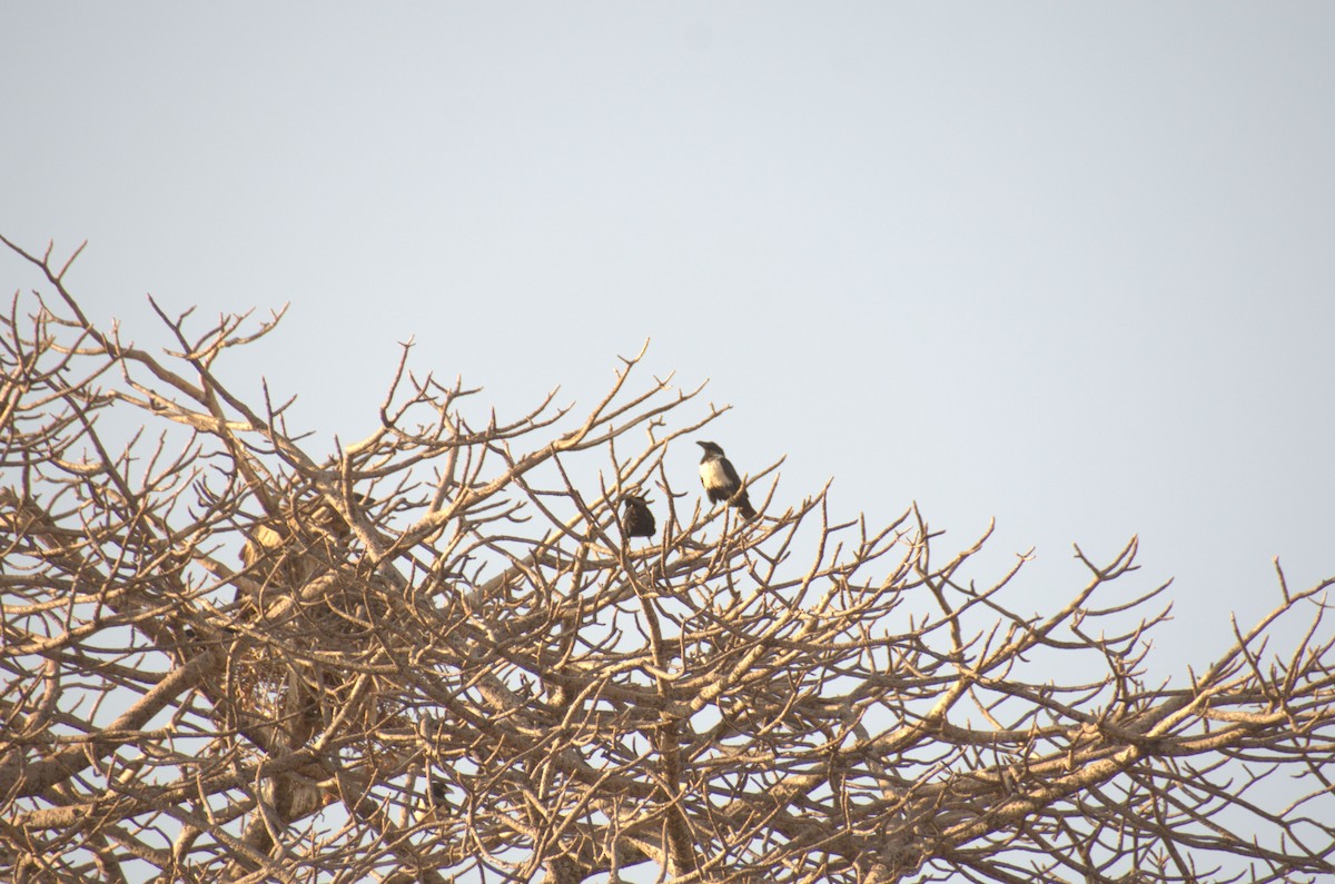 Pied Crow - ML608785337