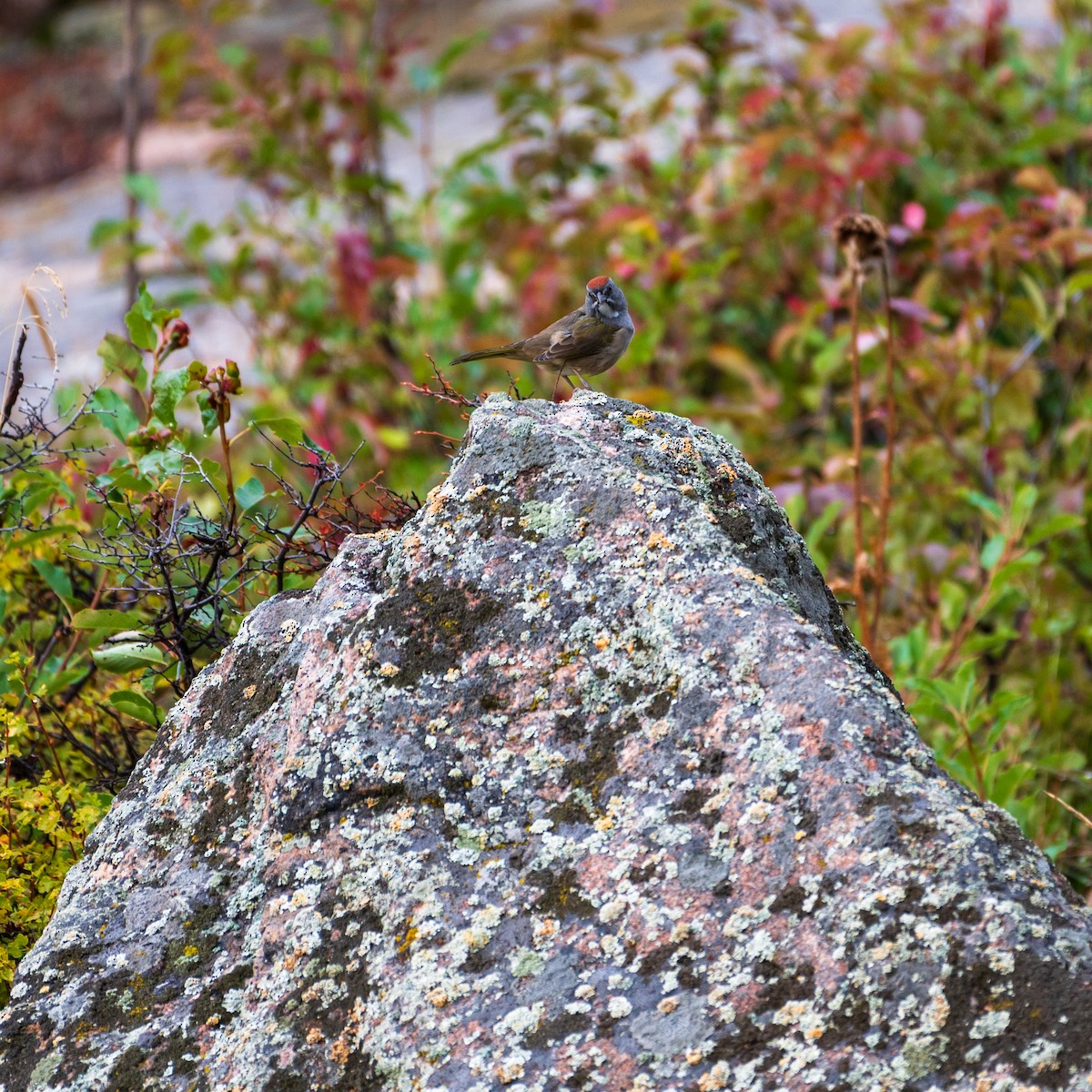 Green-tailed Towhee - ML608785338