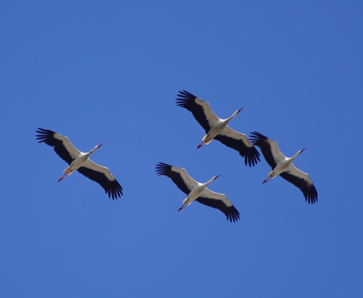 White Stork - 吳 致謙