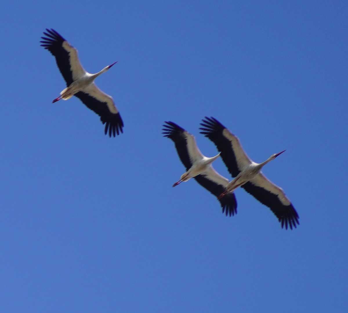 White Stork - ML608785355