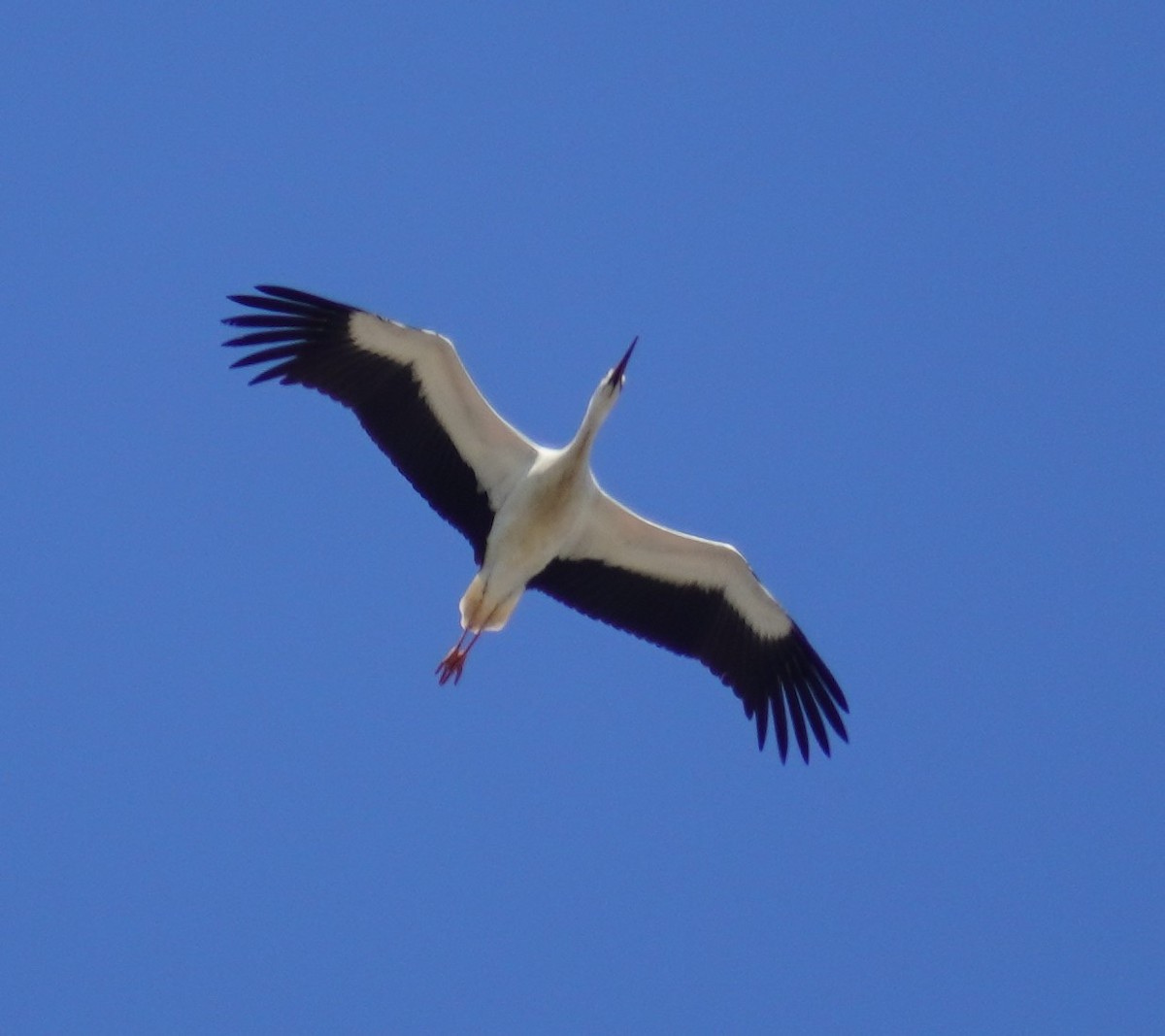White Stork - 吳 致謙