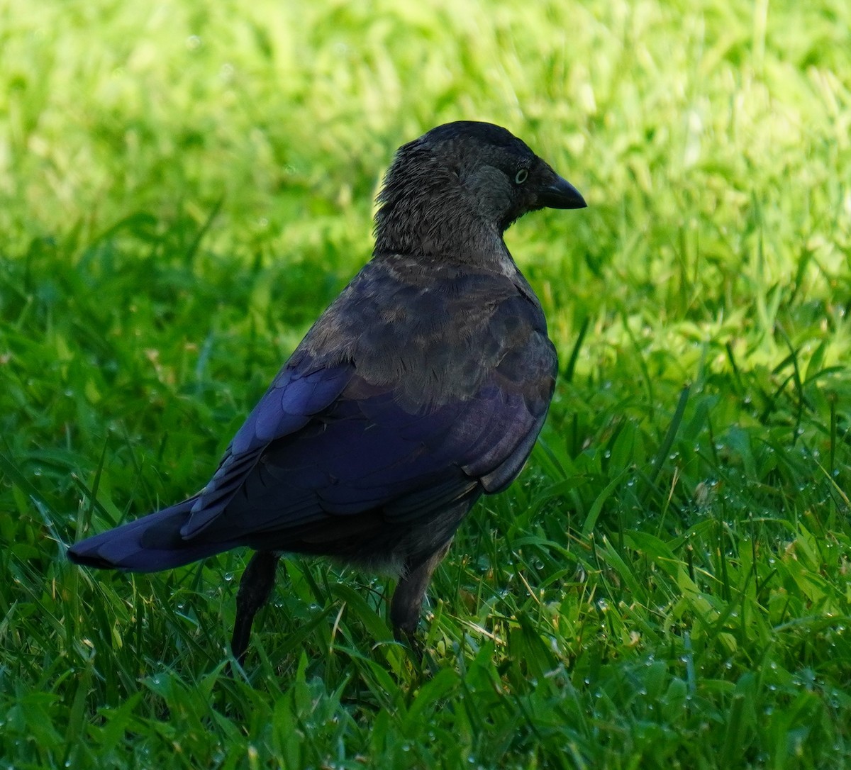 Eurasian Jackdaw - ML608785359