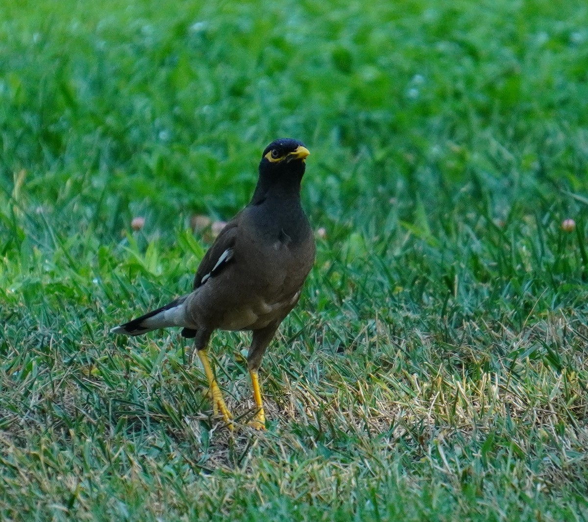 Common Myna - ML608785372