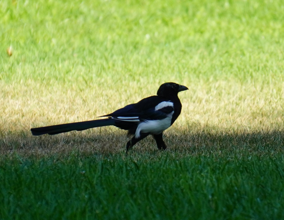 Eurasian Magpie - ML608785376