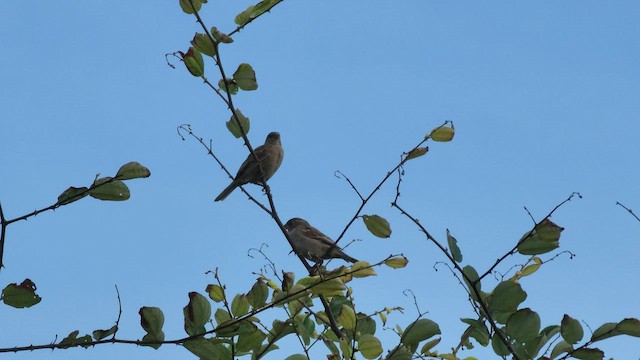 Moineau domestique - ML608785421