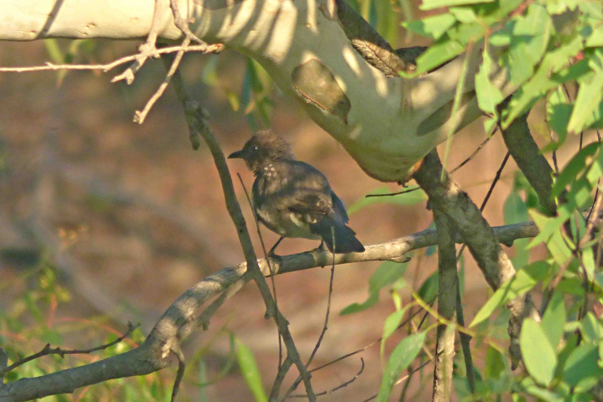 Bulbul des jardins - ML608785483