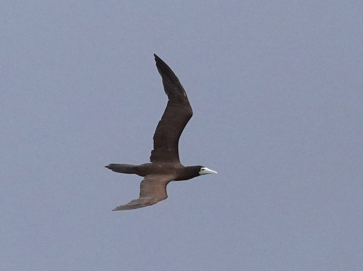 Brown Booby - ML608785488