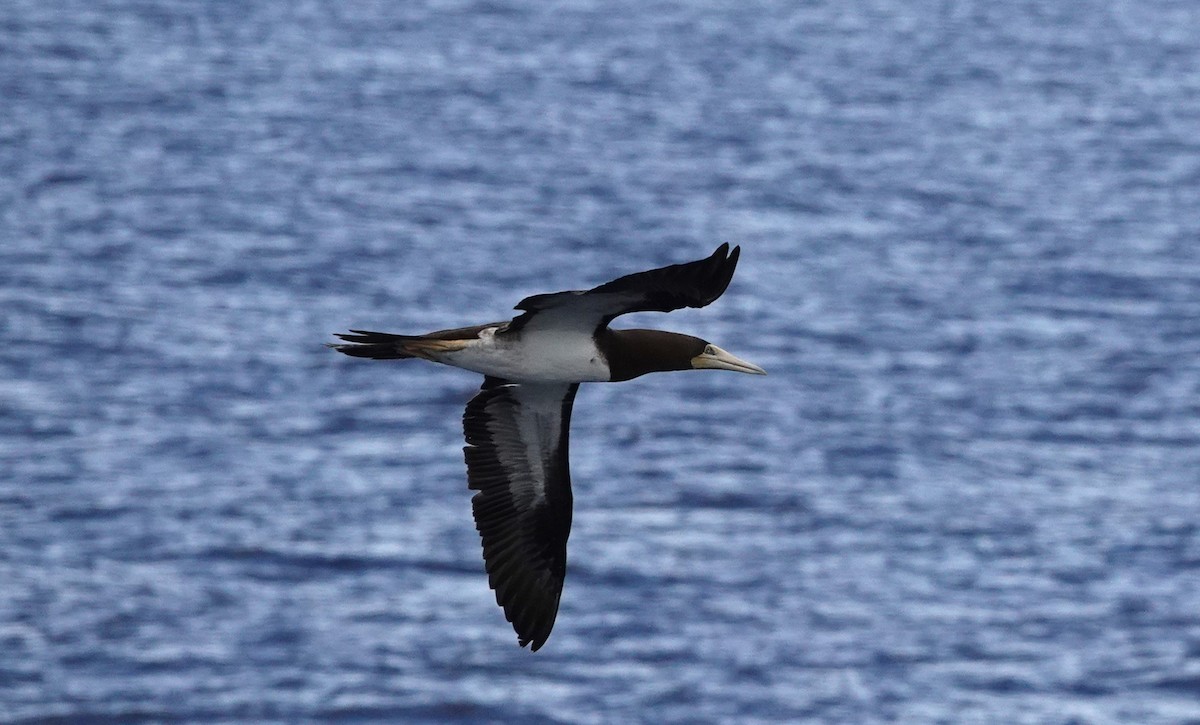 Brown Booby - ML608785490