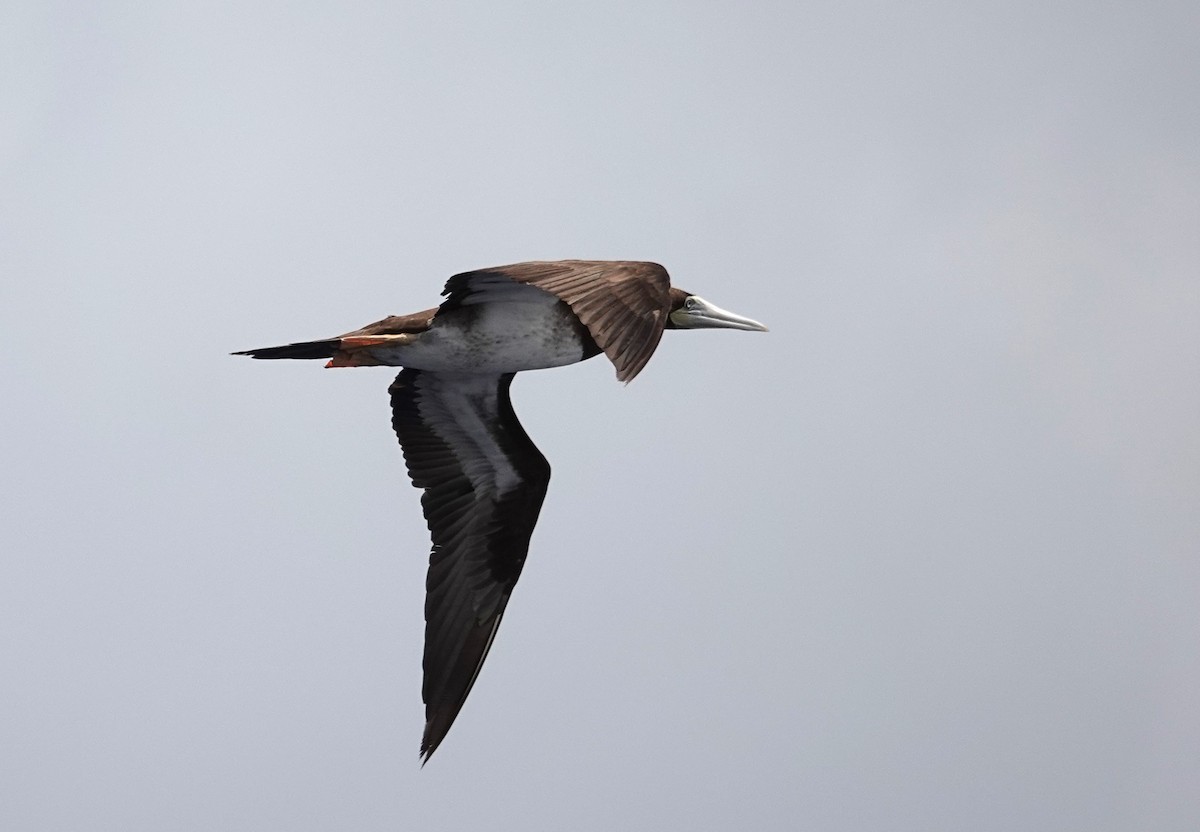 Brown Booby - ML608785491