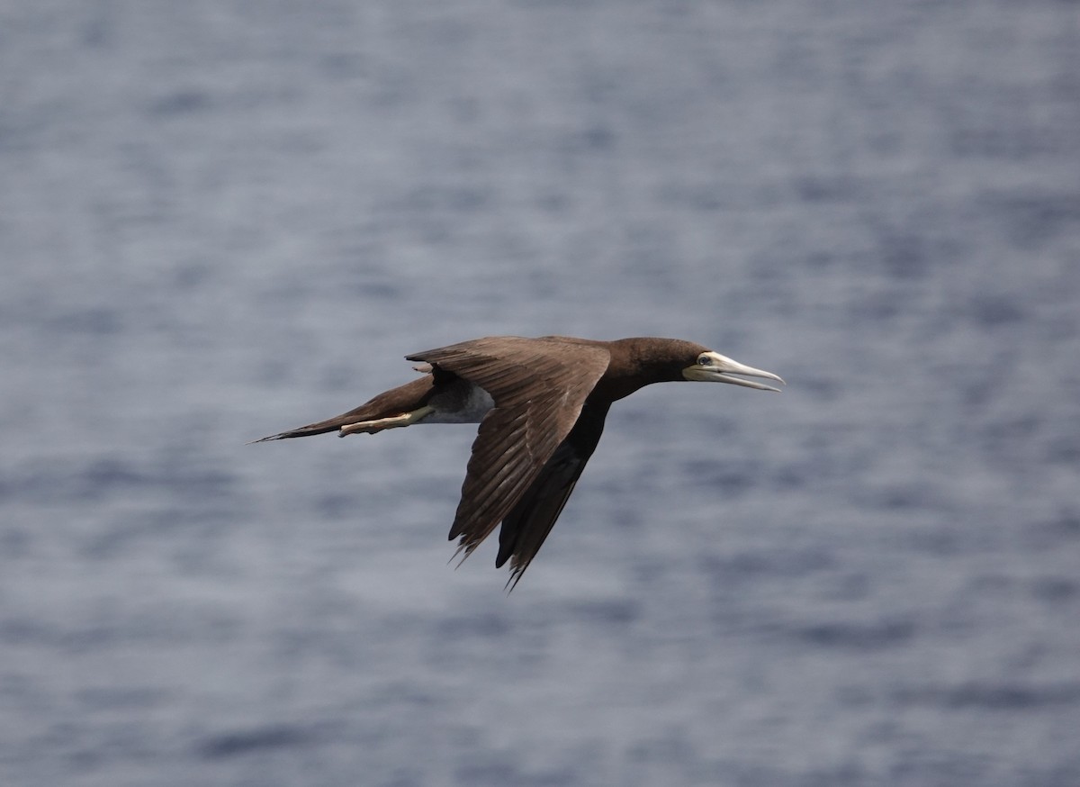 Brown Booby - ML608785492