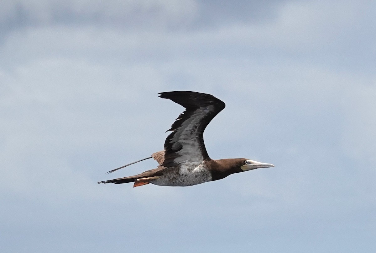 Brown Booby - ML608785493