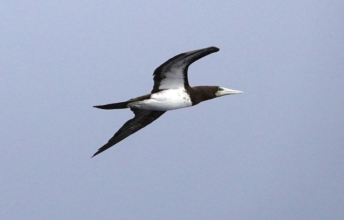 Brown Booby - ML608785494