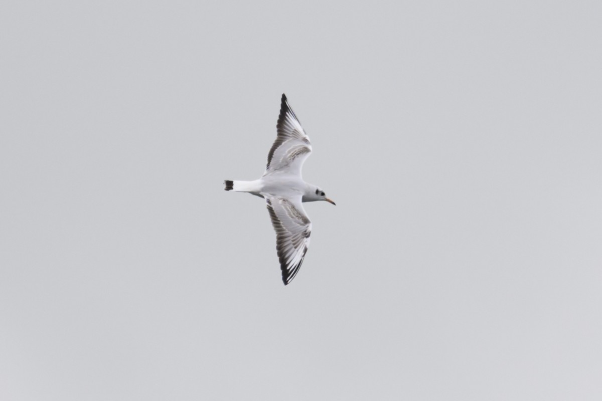 Black-headed Gull - Michael Fuhrer