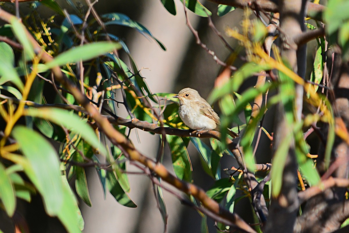 Бөртөт намнаахай - ML608785522