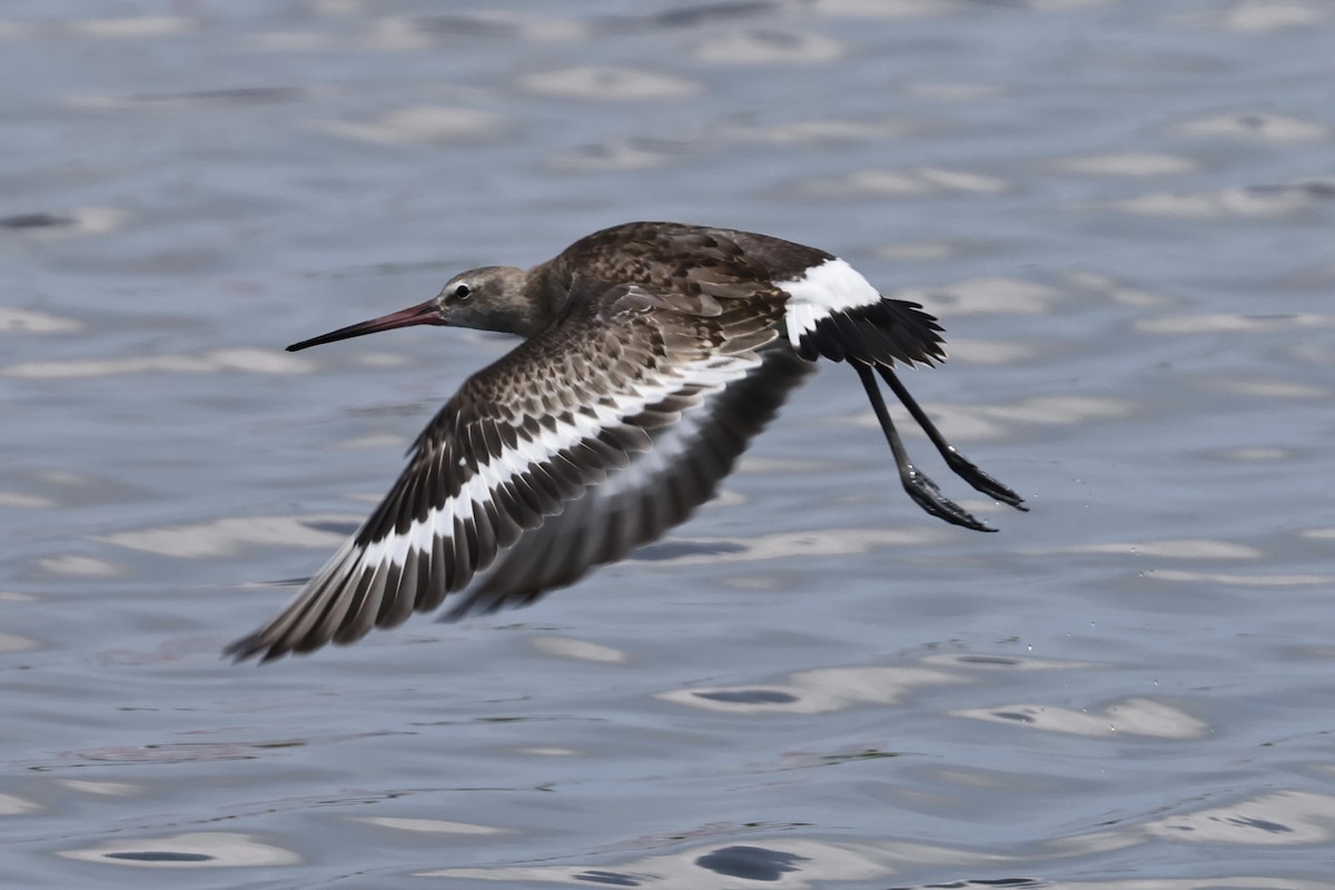 Black-tailed Godwit - ML608785538