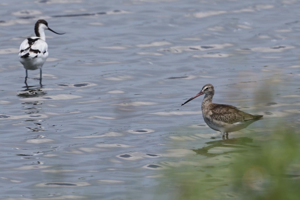 Black-tailed Godwit - ML608785539