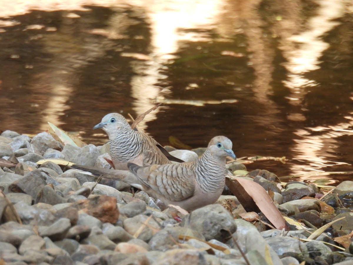 Peaceful Dove - ML608785597