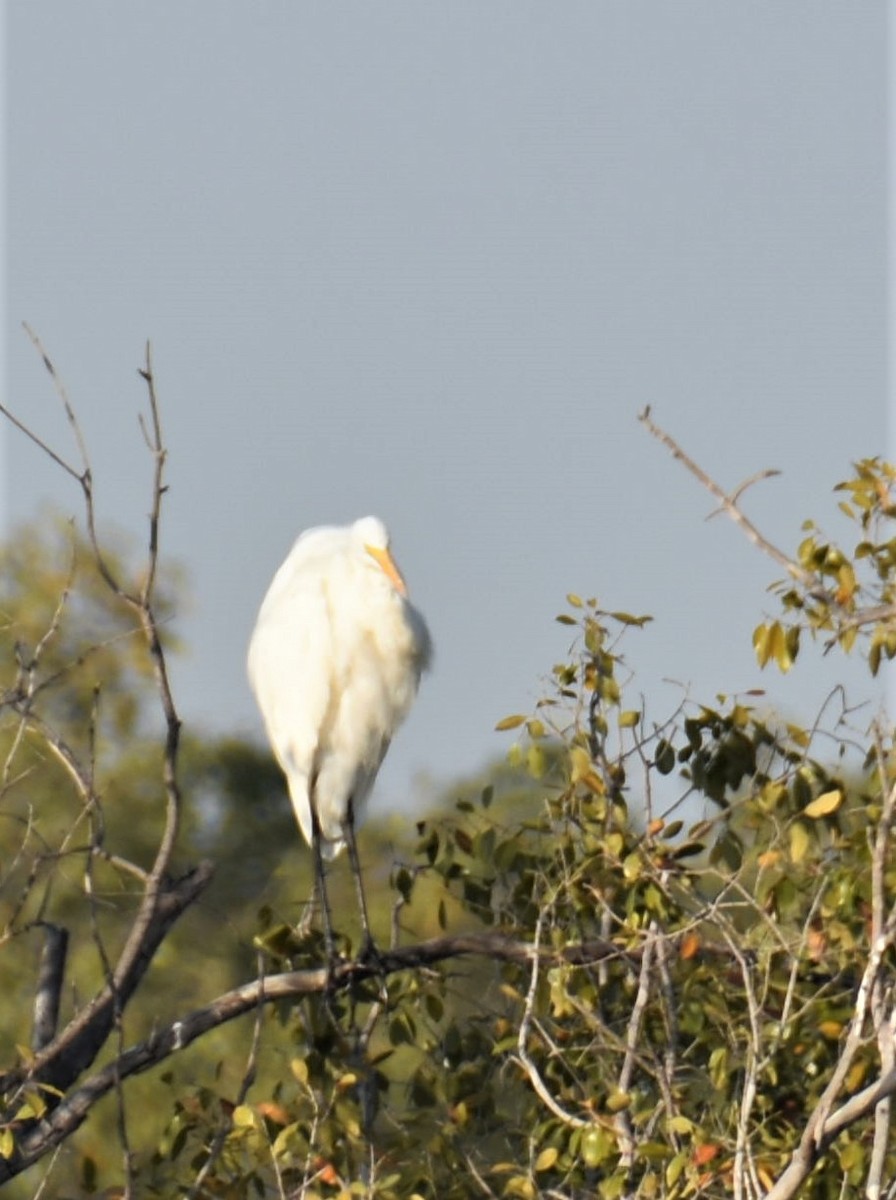 Great Egret - ML608785673