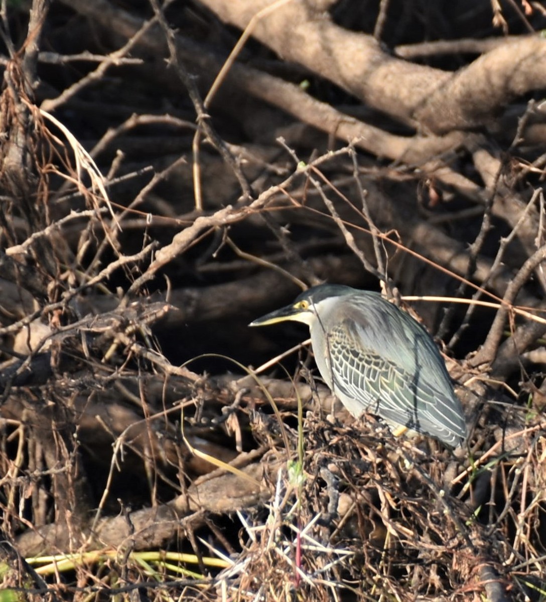 Striated Heron - ML608785677