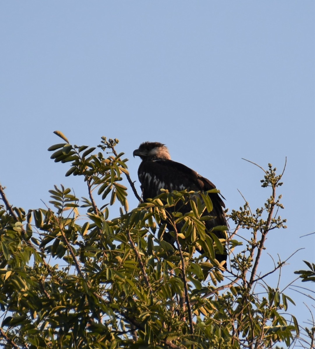 African Fish-Eagle - C K