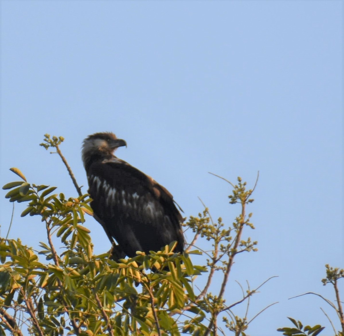 African Fish-Eagle - C K