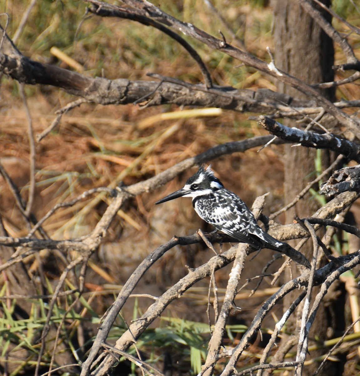 Pied Kingfisher - ML608785692