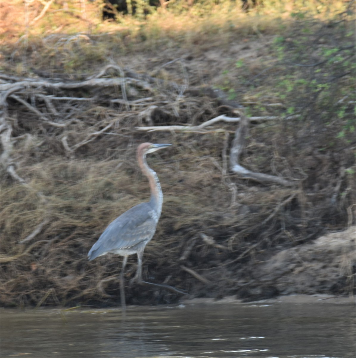 Goliath Heron - C K