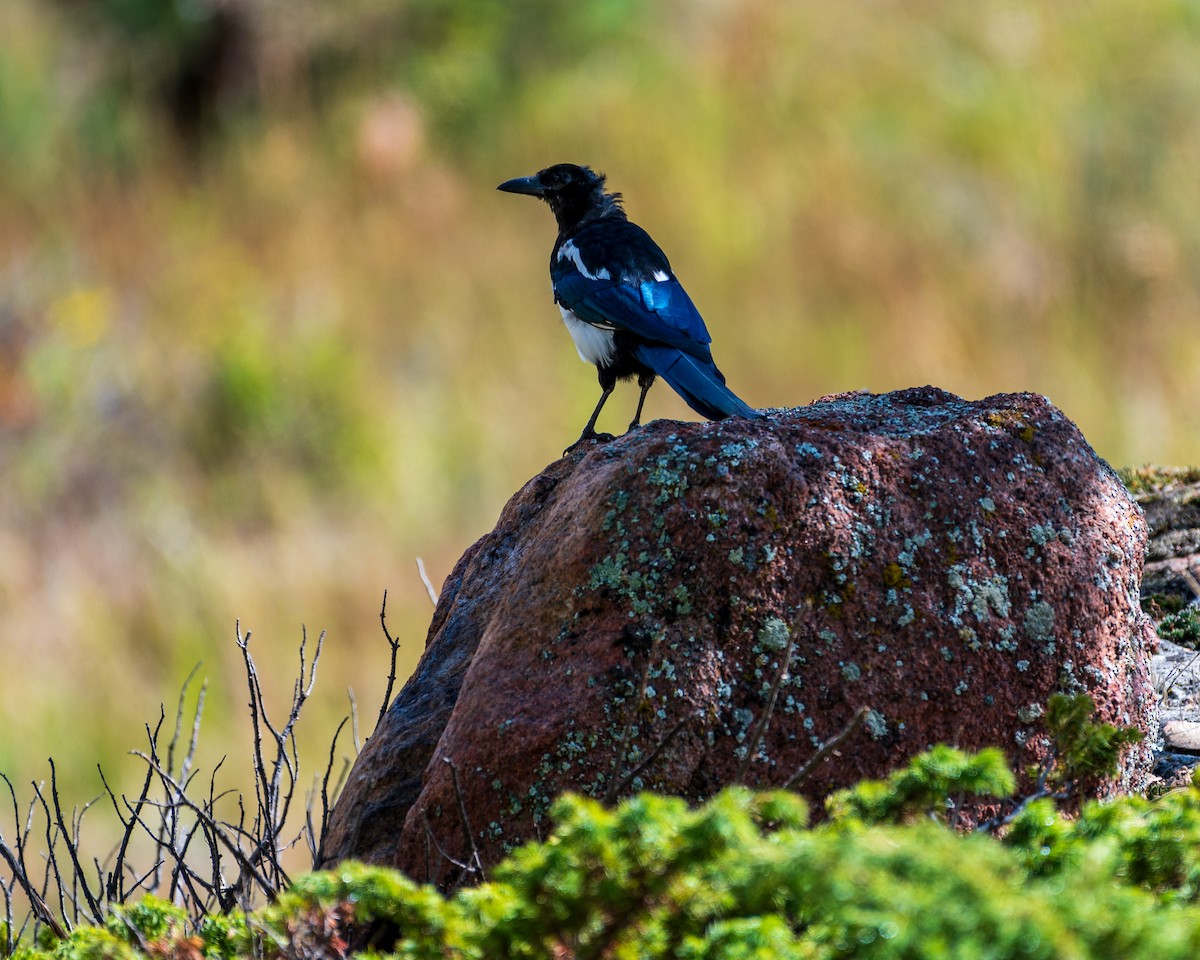 Black-billed Magpie - ML608785799