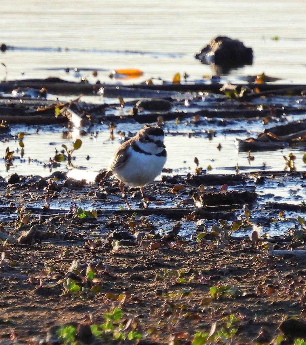 Collared Plover - ML608785808