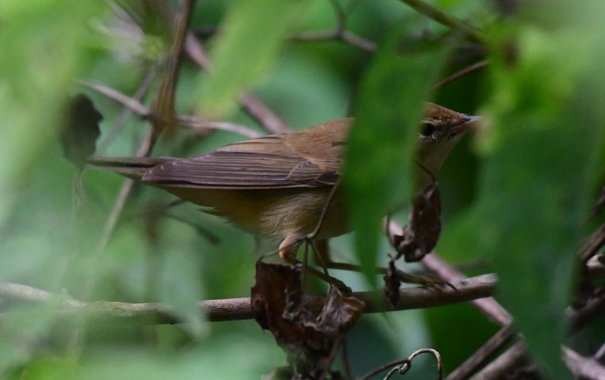 Common/Great Reed Warbler - ML608785828