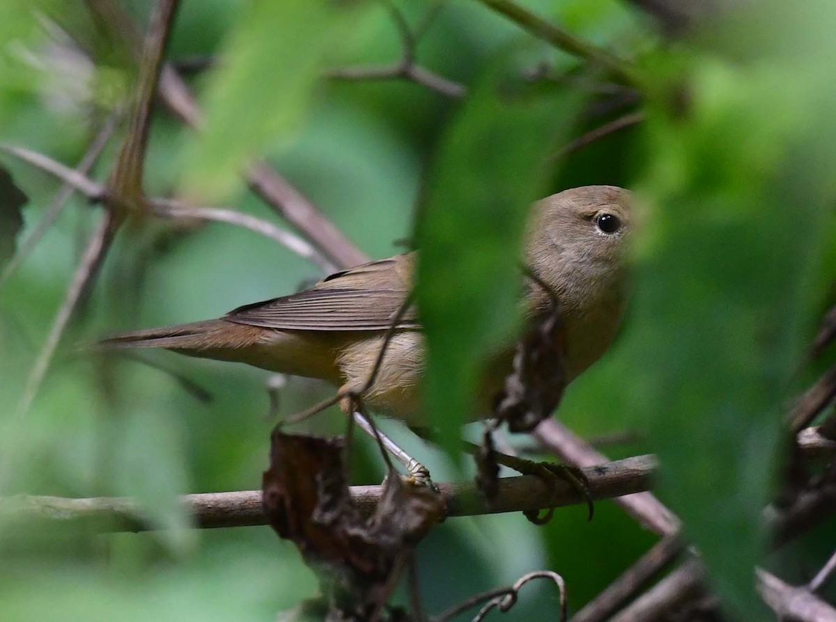 Common/Great Reed Warbler - ML608785829
