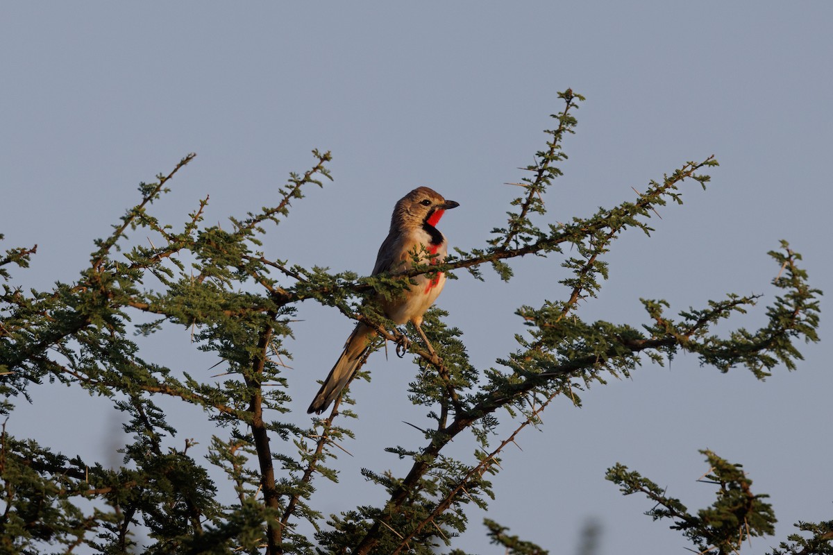 Rosy-patched Bushshrike - ML608785831