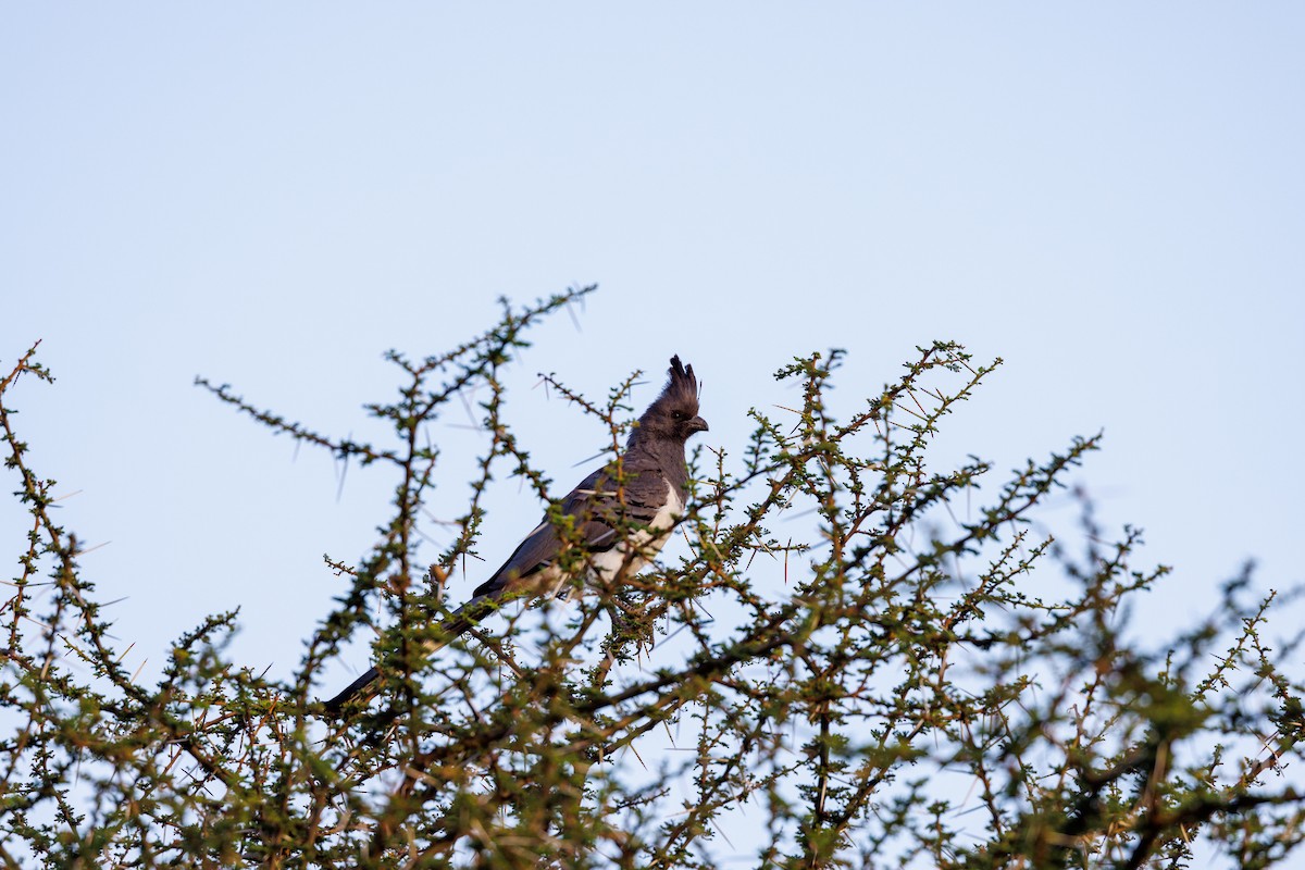 White-bellied Go-away-bird - ML608785838