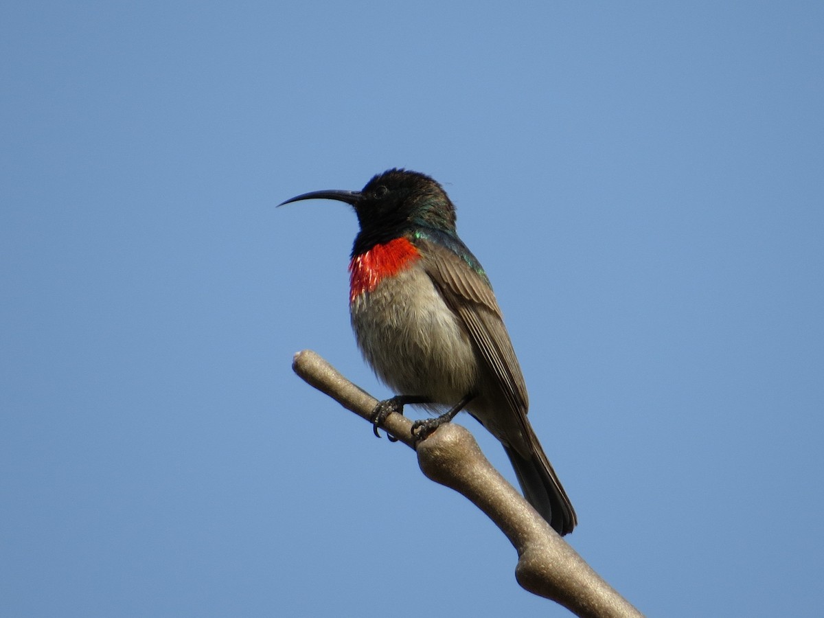 Eastern Miombo Sunbird - ML608785839