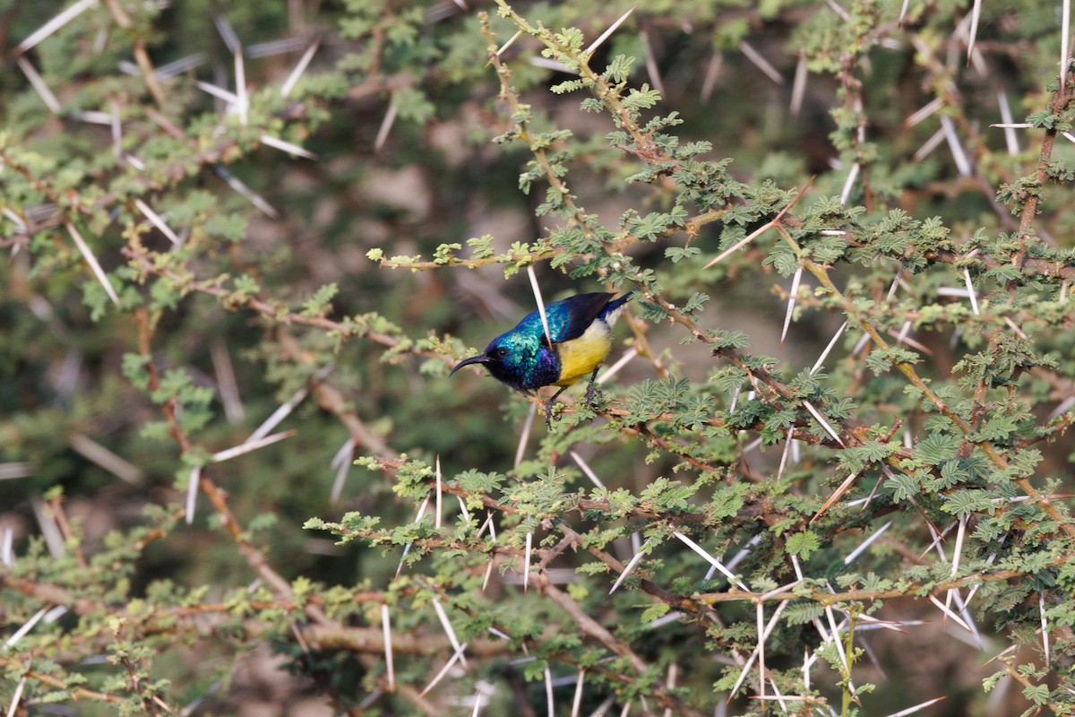 カワリタイヨウチョウ - ML608785843