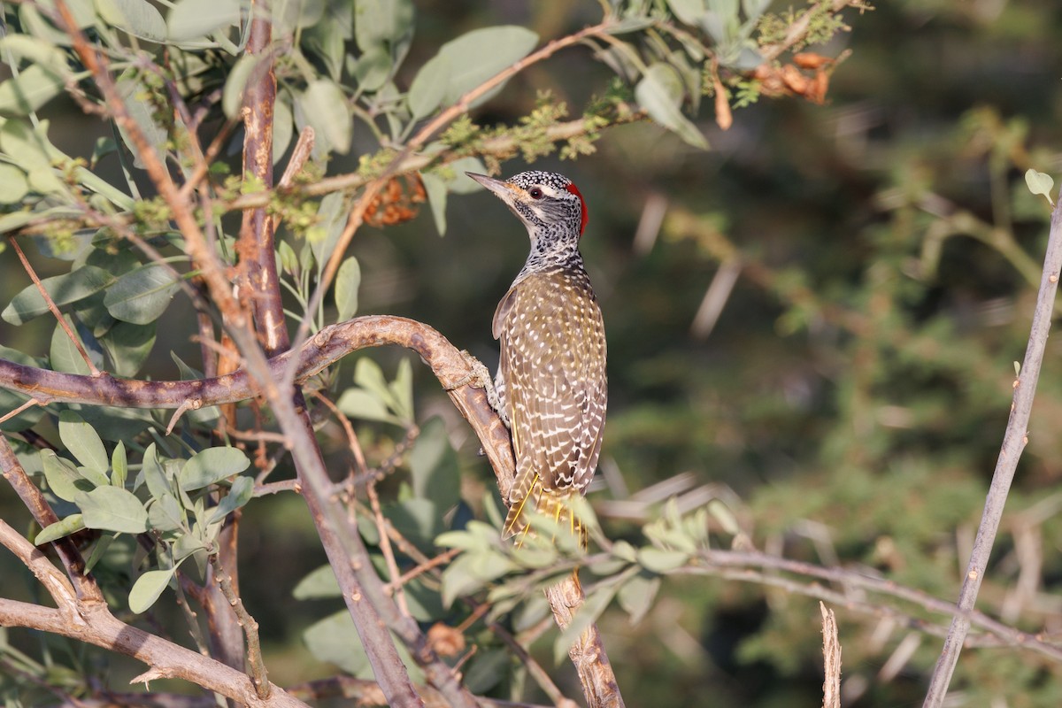 Nubian Woodpecker - ML608785868