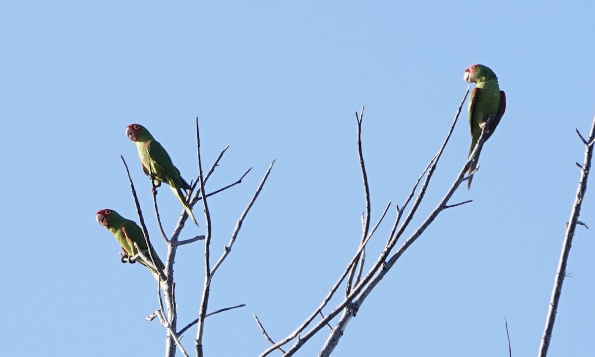 Red-masked Parakeet - ML608785877