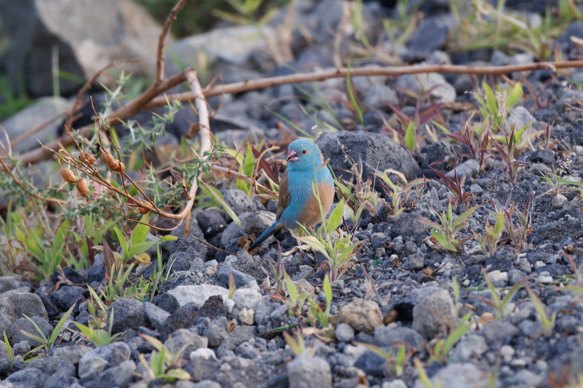 Blue-capped Cordonbleu - ML608785878