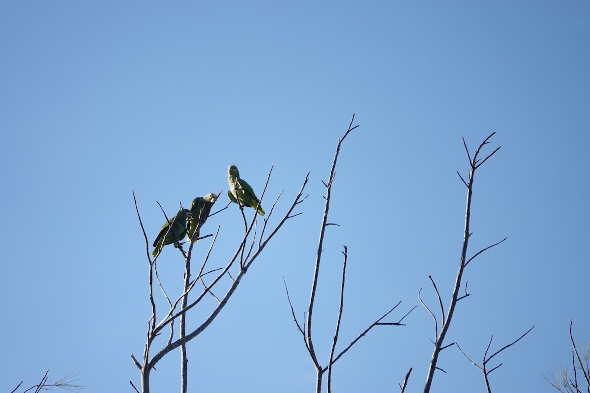 Orange-winged Amazon - ML608785881