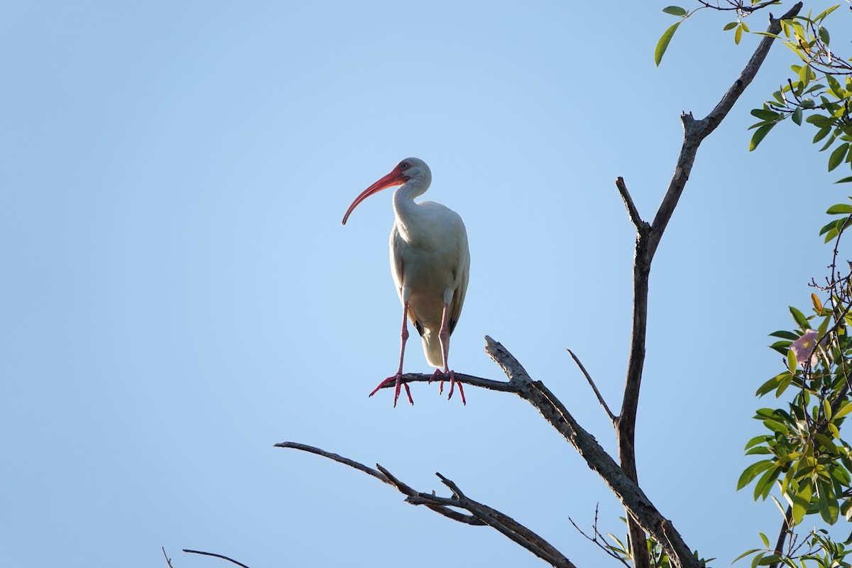 White Ibis - ML608785886