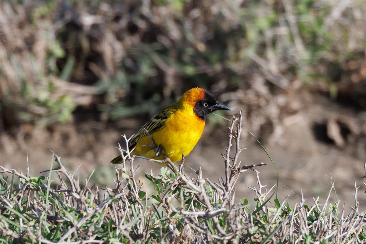 Lesser Masked-Weaver - ML608785890