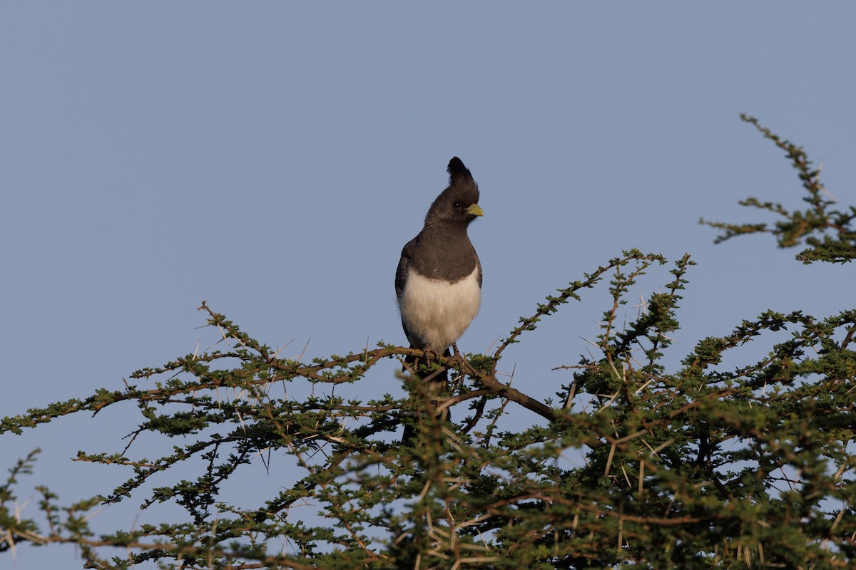 White-bellied Go-away-bird - ML608785897