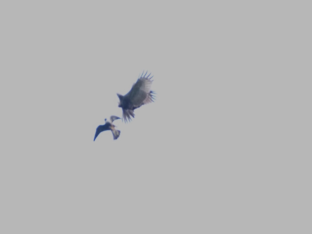 Эгэл шонхор - ML608785983