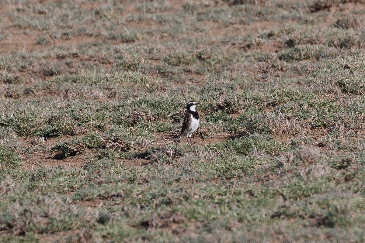 Capped Wheatear - Neil Broekhuizen