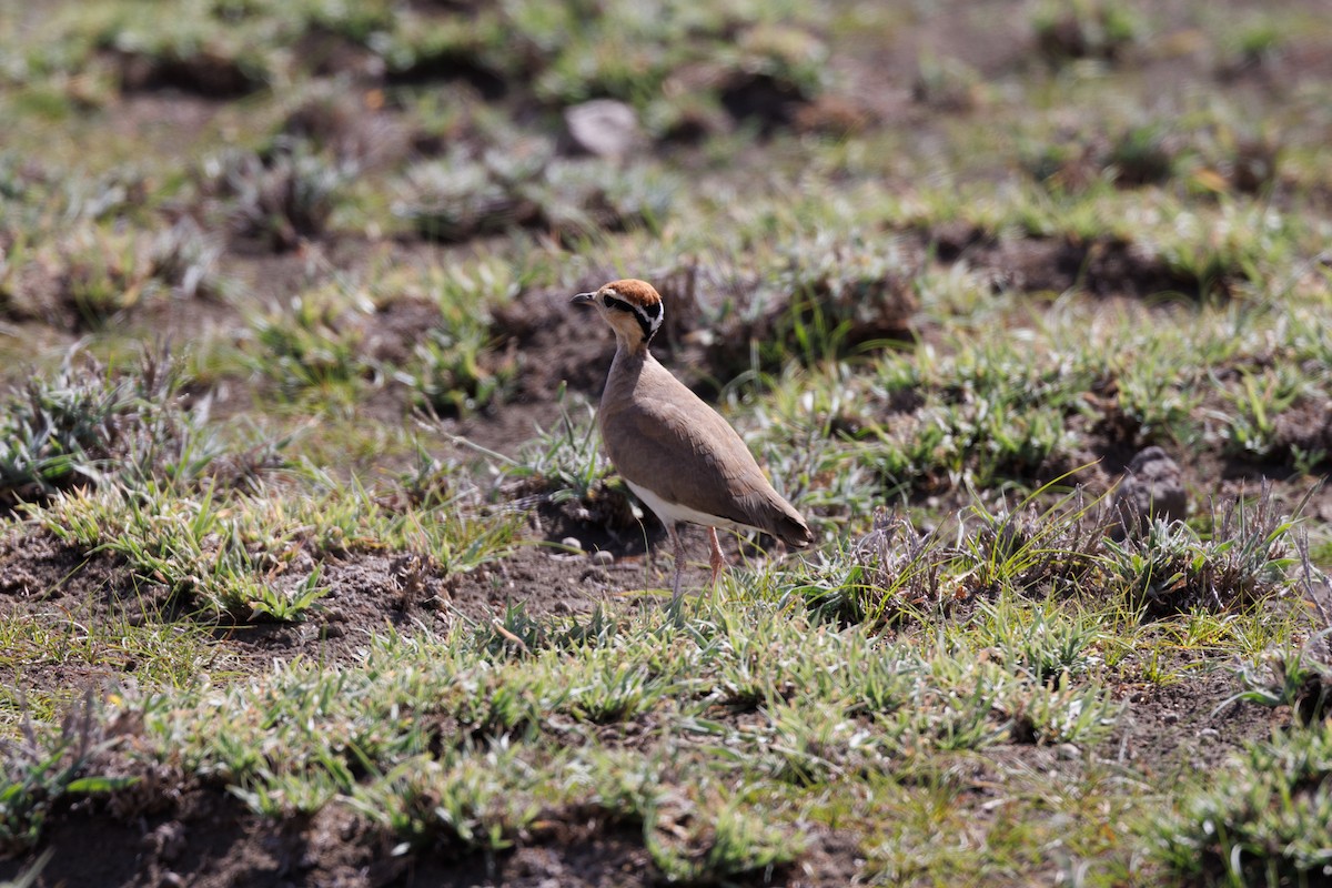 Temminck's Courser - ML608786019