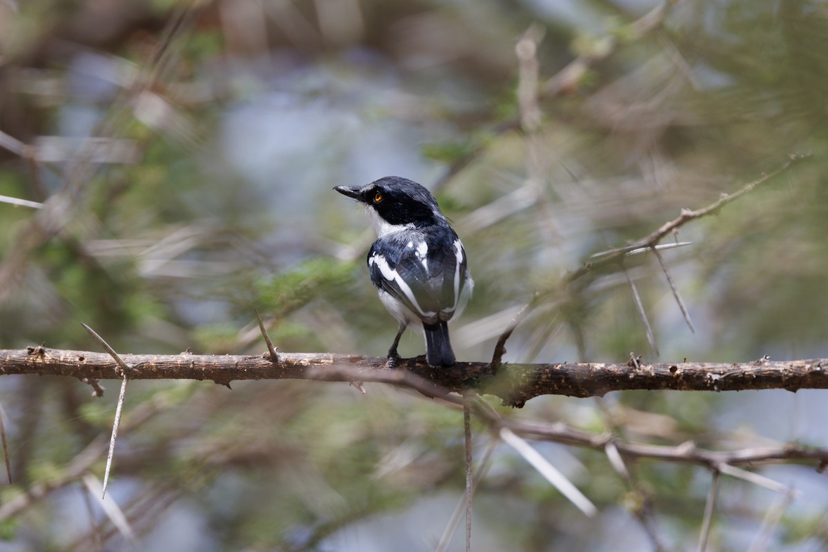 Pygmy Batis - ML608786102